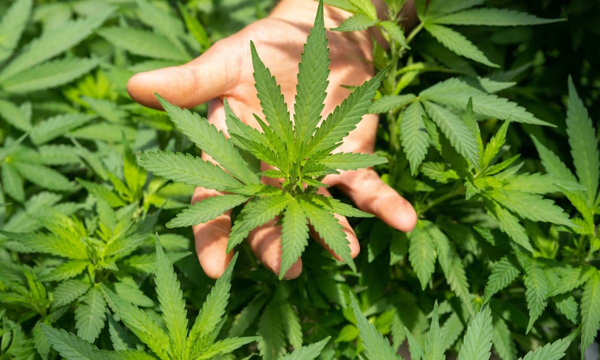 a white hand holding a green hemp leaf