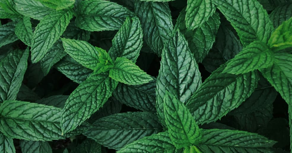 a closeup of fresh mint leaves