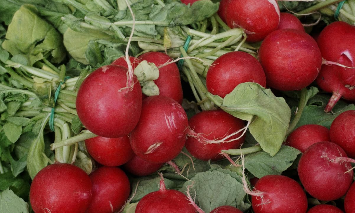 closeup of radishes and their leaves