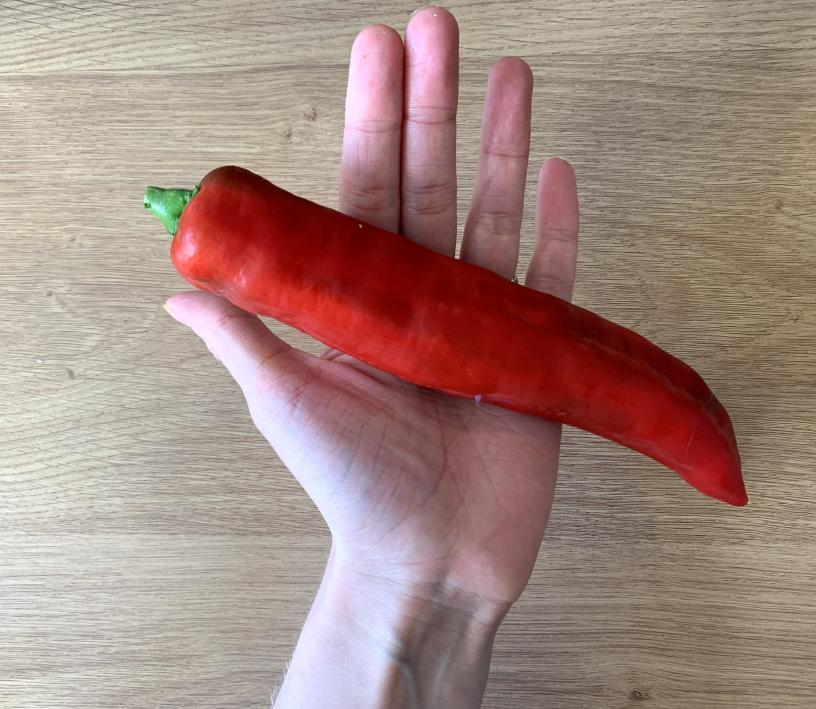 a long, sweet red pepper